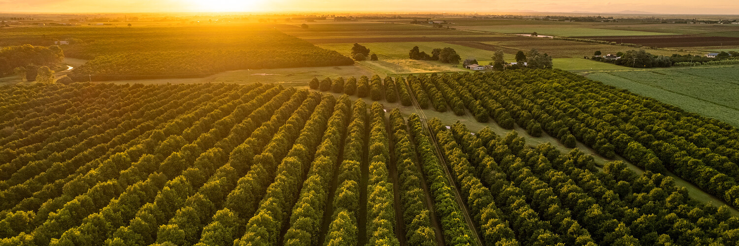 Sun sets over macadamia nut trees in Bundaberg