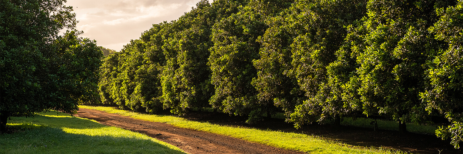 Row of large macadamia nut trees