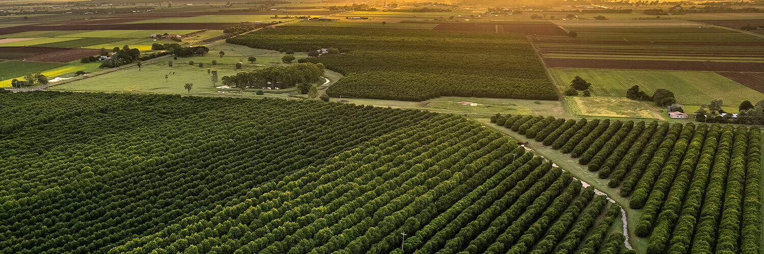 Aerial view of large macadamia farm with sun setting in background