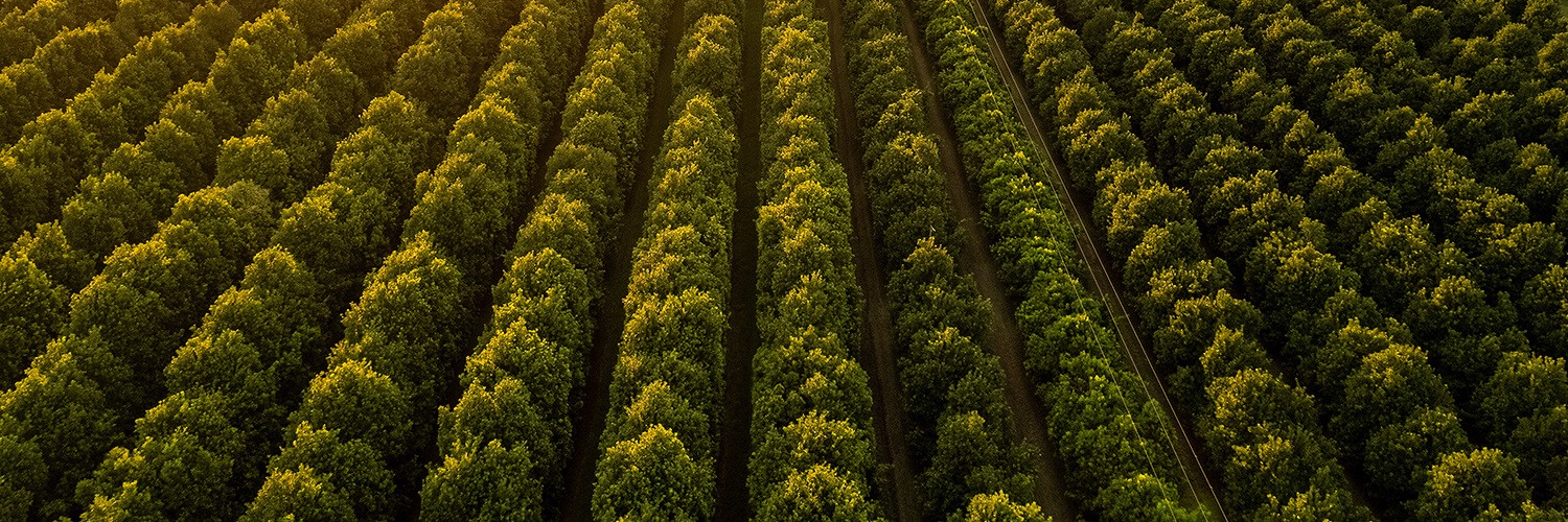 Overhead view of rows of trees producing premium wholesale macadamia nuts