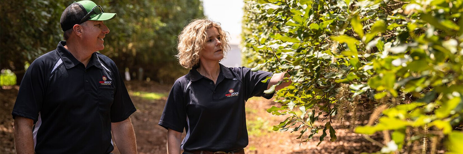 Red Rock Macadamias owners walk through inspecting macadamia trees