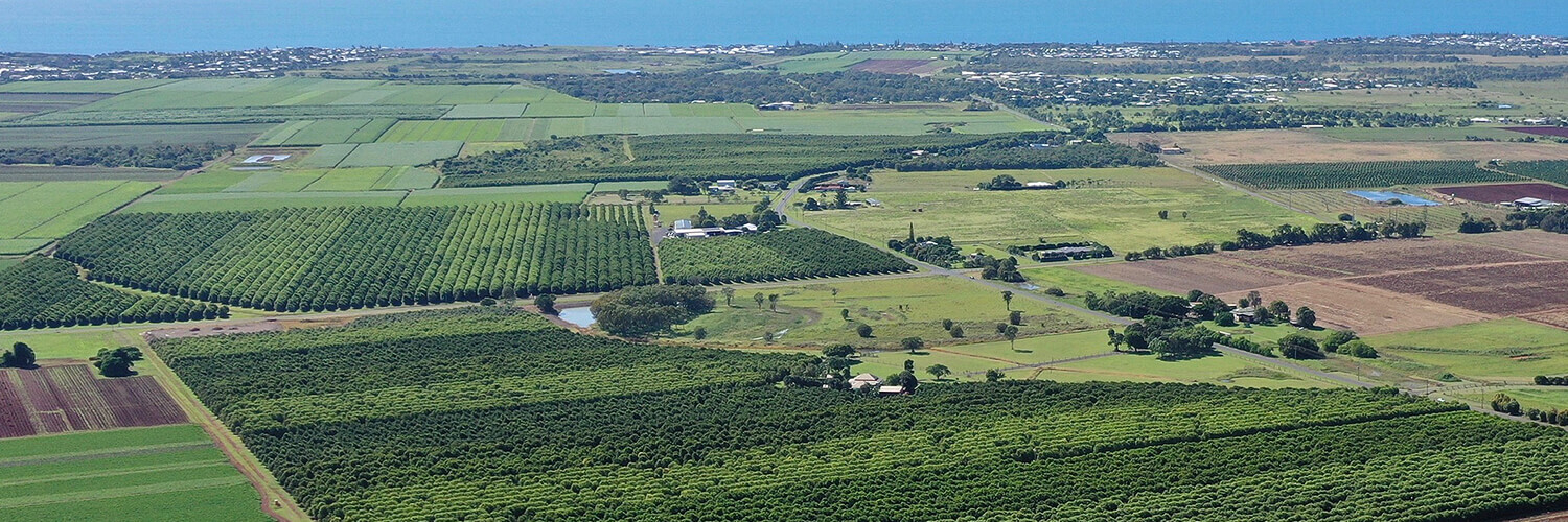 Aerial view of macadamia farm with ocean in the background