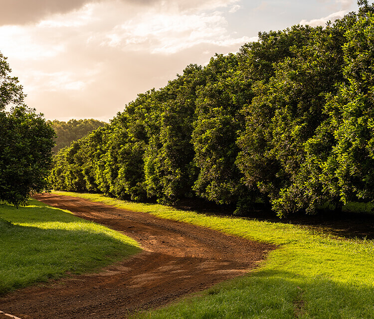 Afternoon sun shining on large macadamia trees