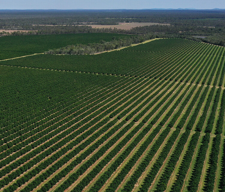 Aerial view of large Red Rock Macadamias farm