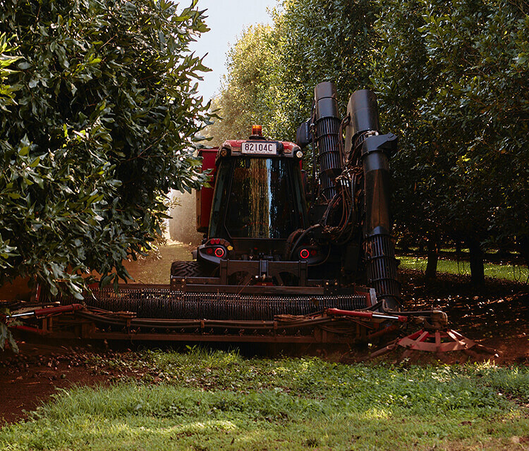 Large machinery collecting macadamias