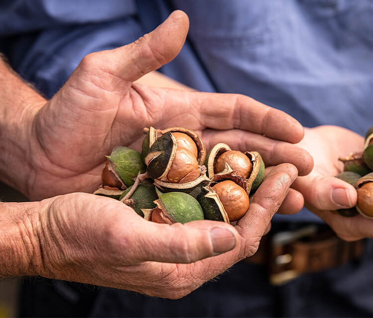 Hands carefully holding premium Australian macadamias