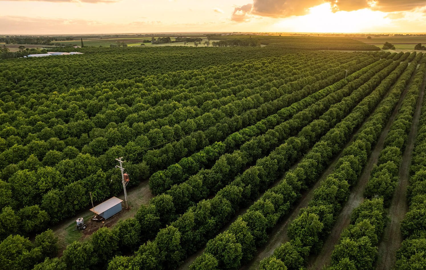 Australian farm producing premium macadamia nuts