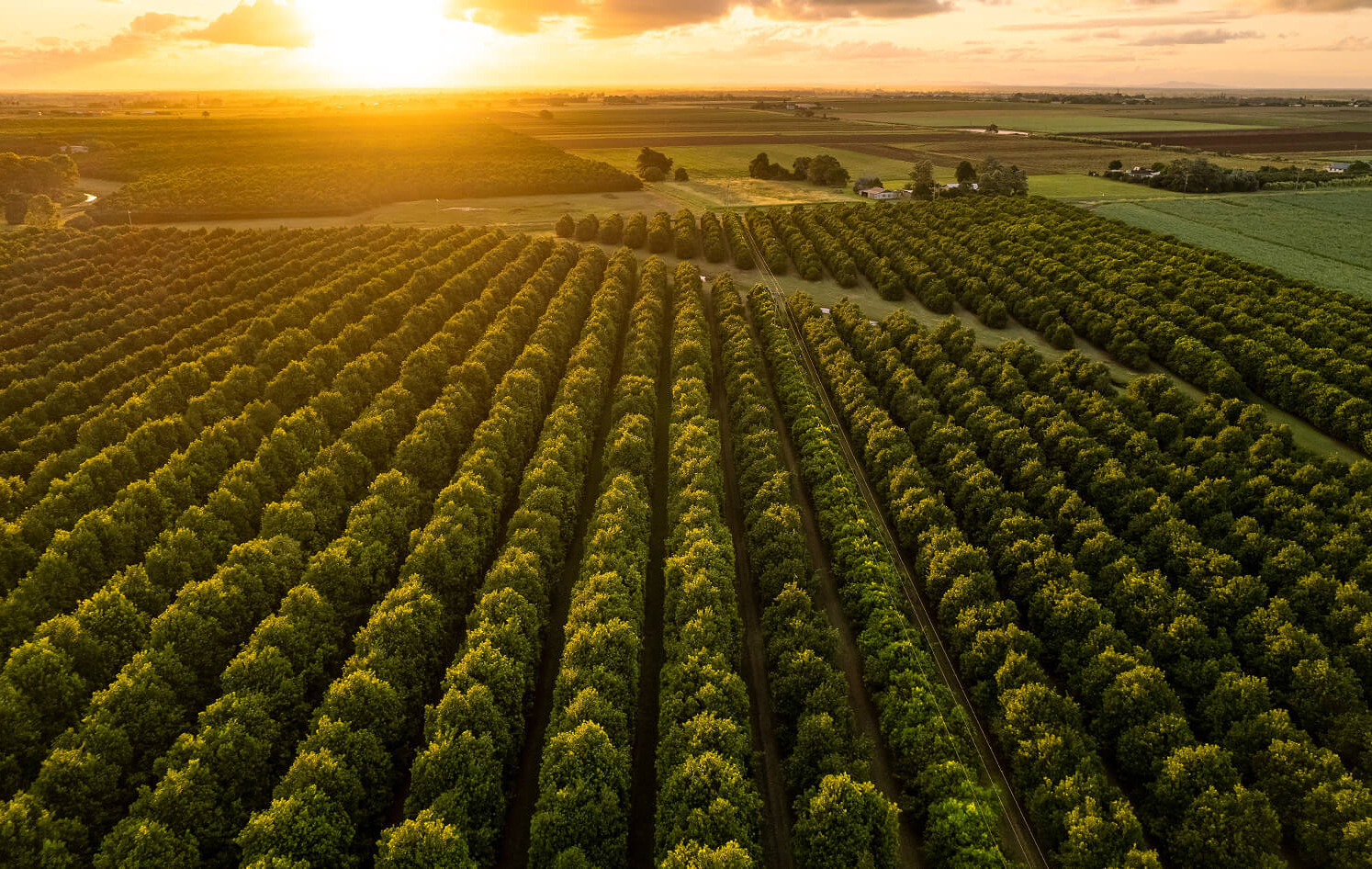 Sun sets over macadamia farm bundaberg