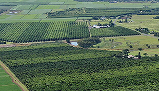 Thumbnail: Major infrastructure projects completed at Red Rock Macadamias